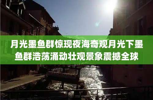 月光墨鱼群惊现夜海奇观月光下墨鱼群浩荡涌动壮观景象震撼全球