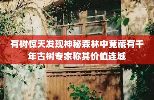 有树惊天发现神秘森林中竟藏有千年古树专家称其价值连城