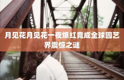 月见花月见花一夜爆红竟成全球园艺界震惊之谜